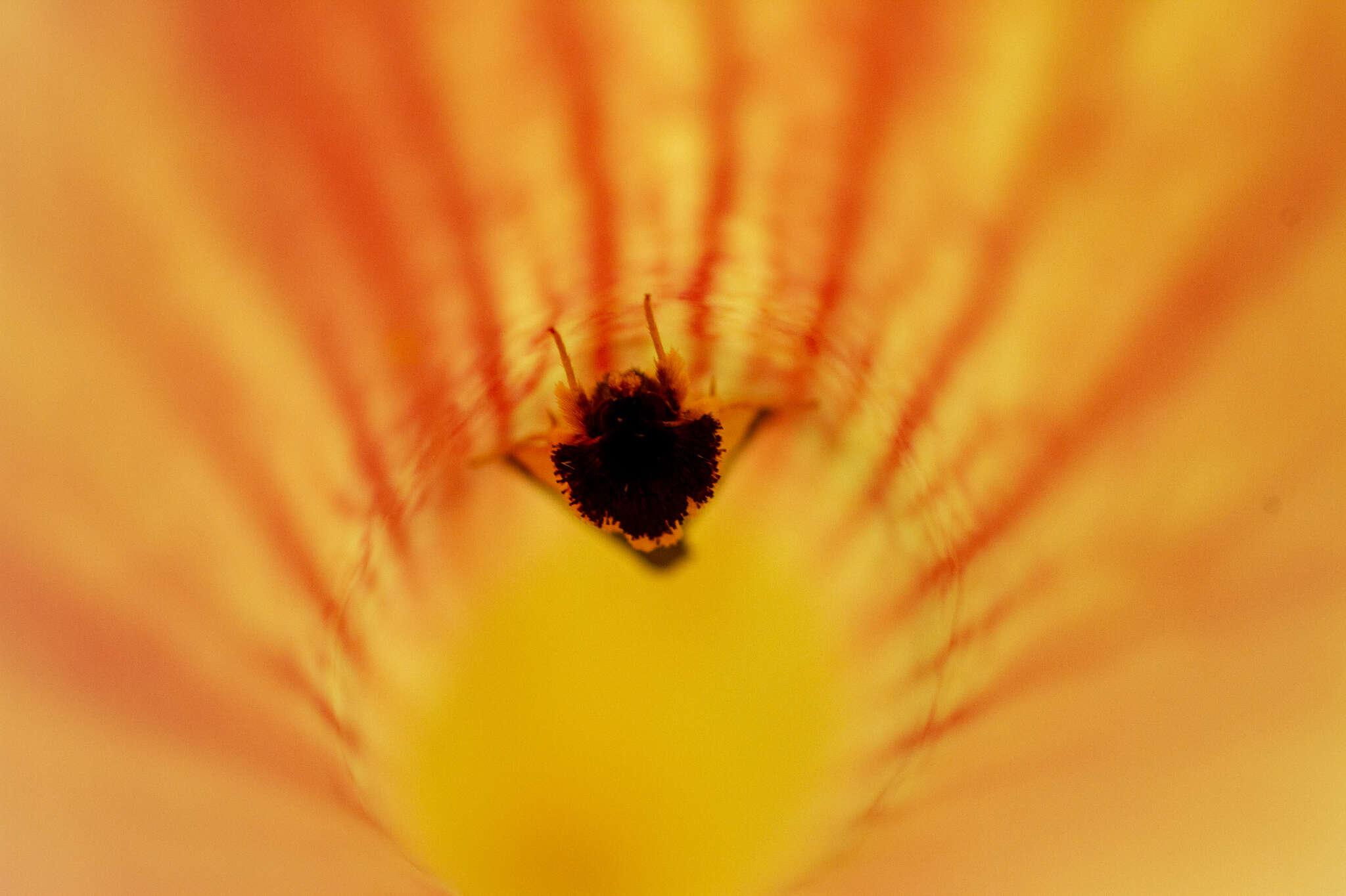 Image of Pitcher Plant Mining Moth