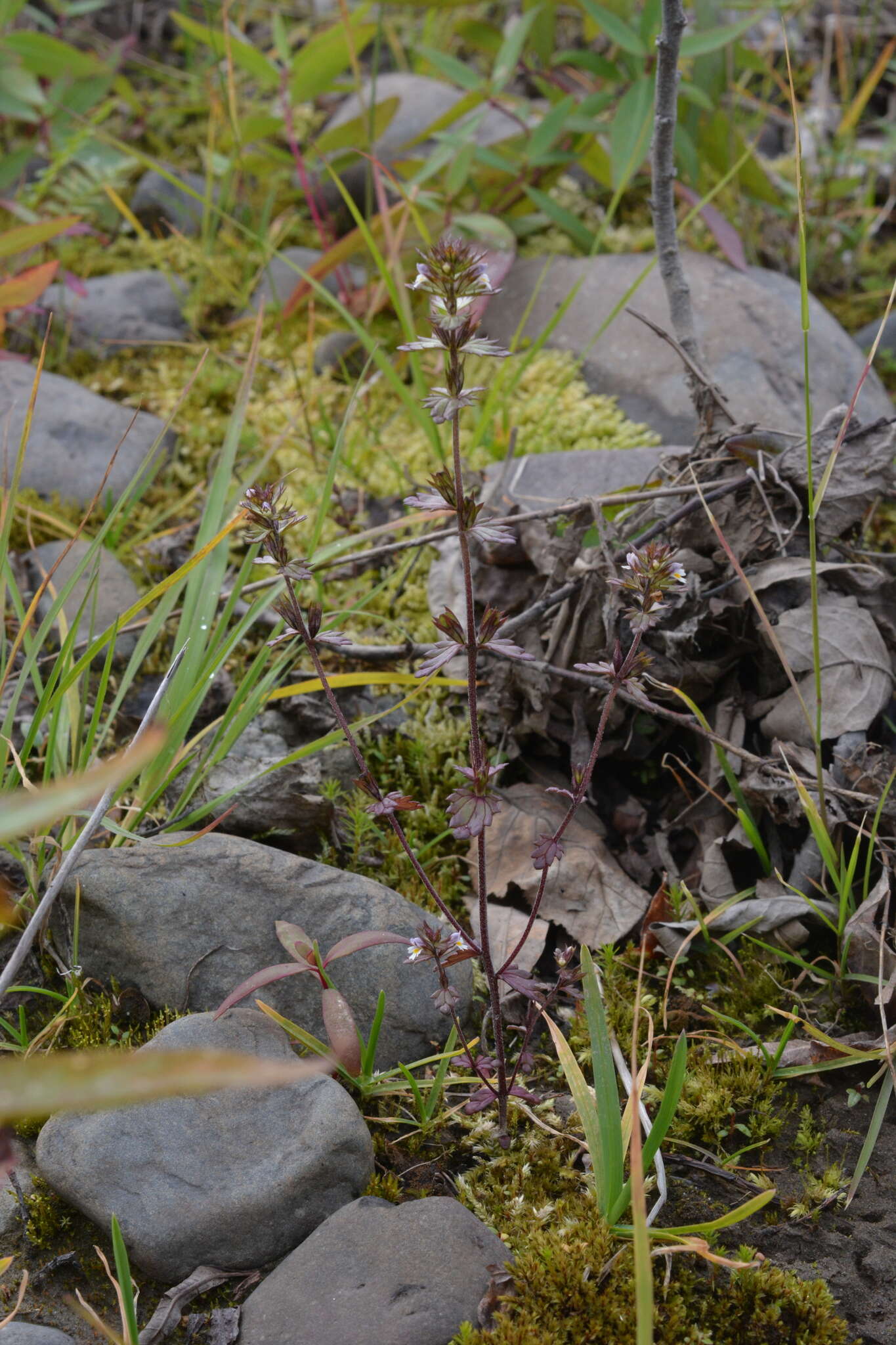 Image of upland eyebright