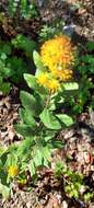 Plancia ëd Solidago hintoniorum G. L. Nesom