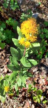 Image of Solidago hintoniorum G. L. Nesom