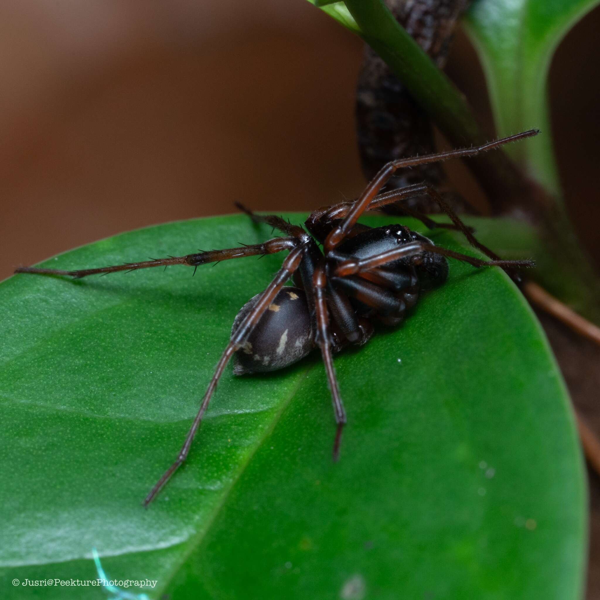 Слика од Mallinella annulipes (Thorell 1892)