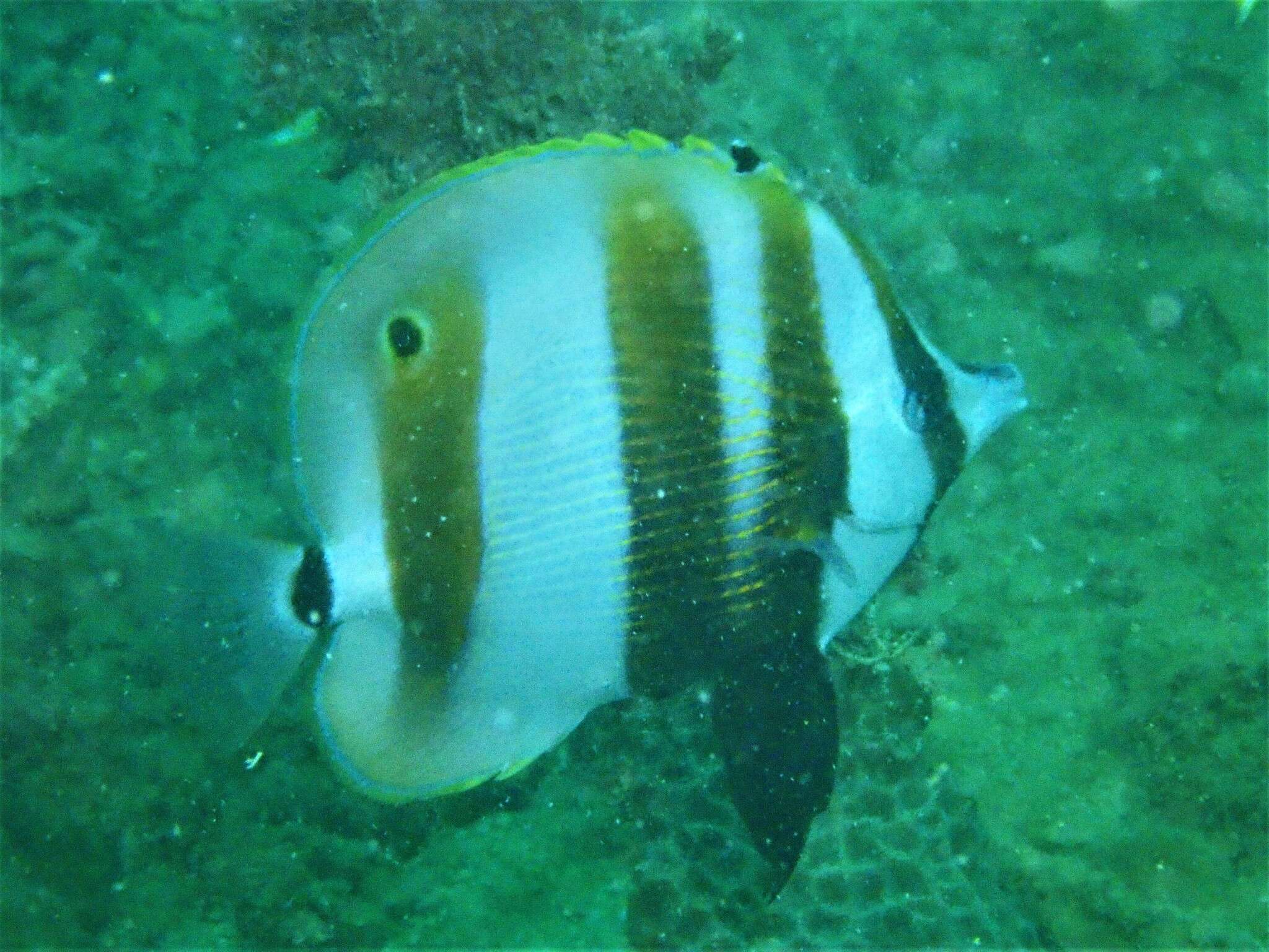 Image of Coralfish