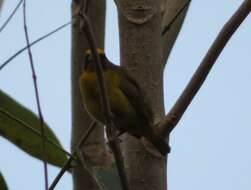 Image of Bronze-green Euphonia