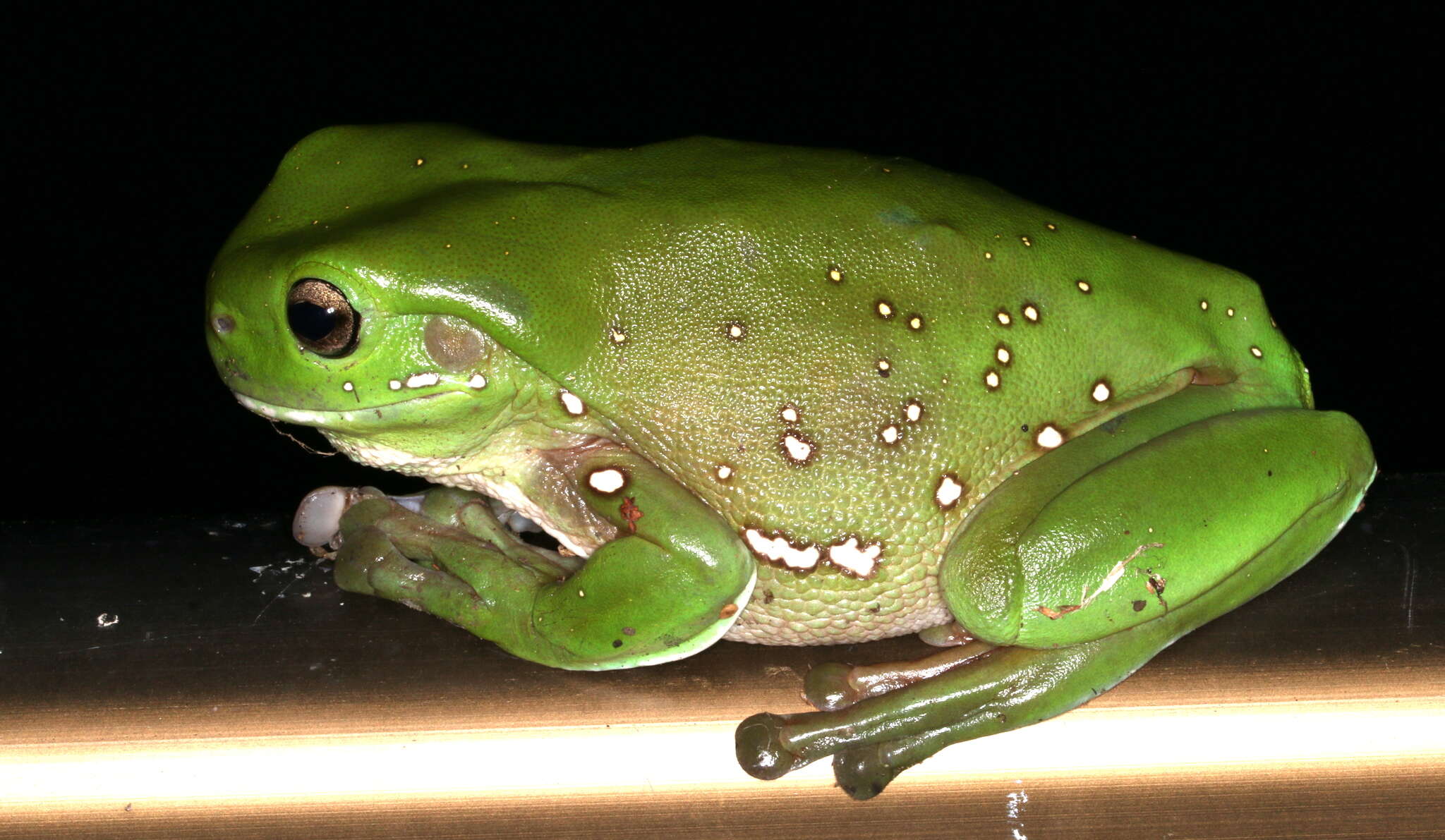 Imagem de Ranoidea caerulea (White 1790)