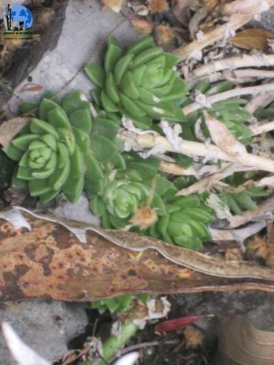 Image of Sedum ebracteatum