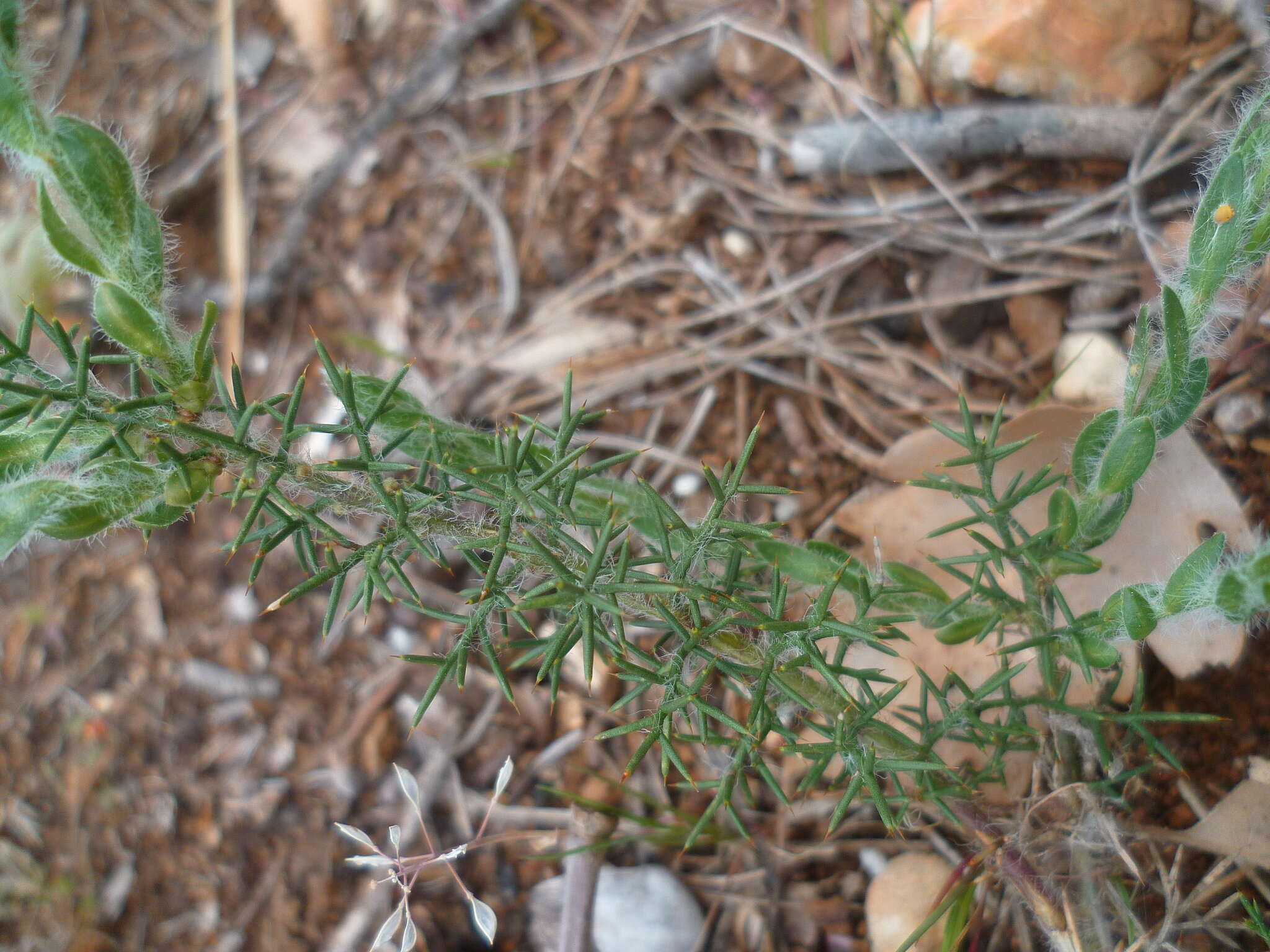 Image of Genista hispanica L.