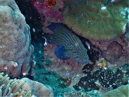 Image of Blue-lined Rock Cod