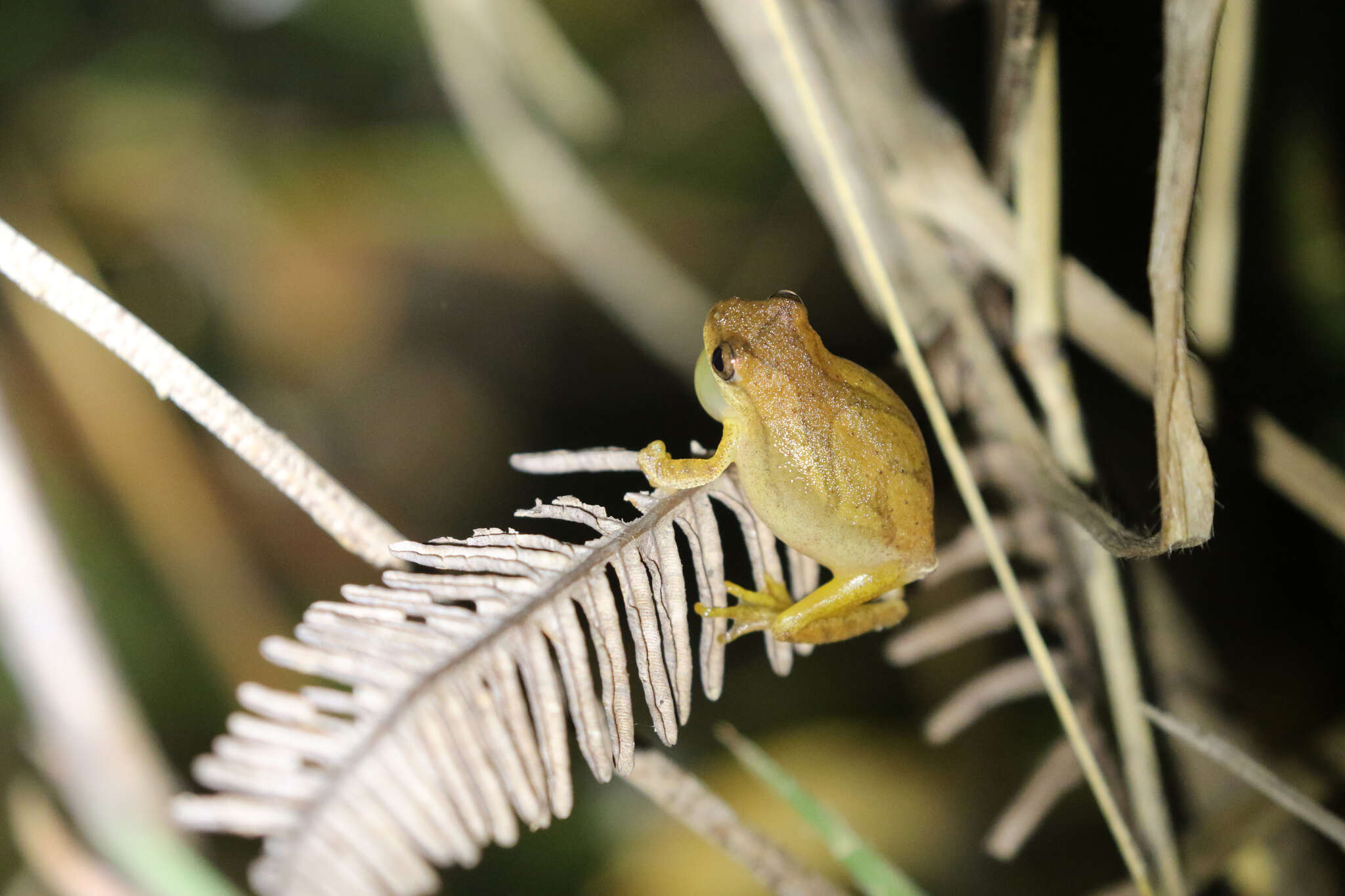 Image of Lesser Treefrog