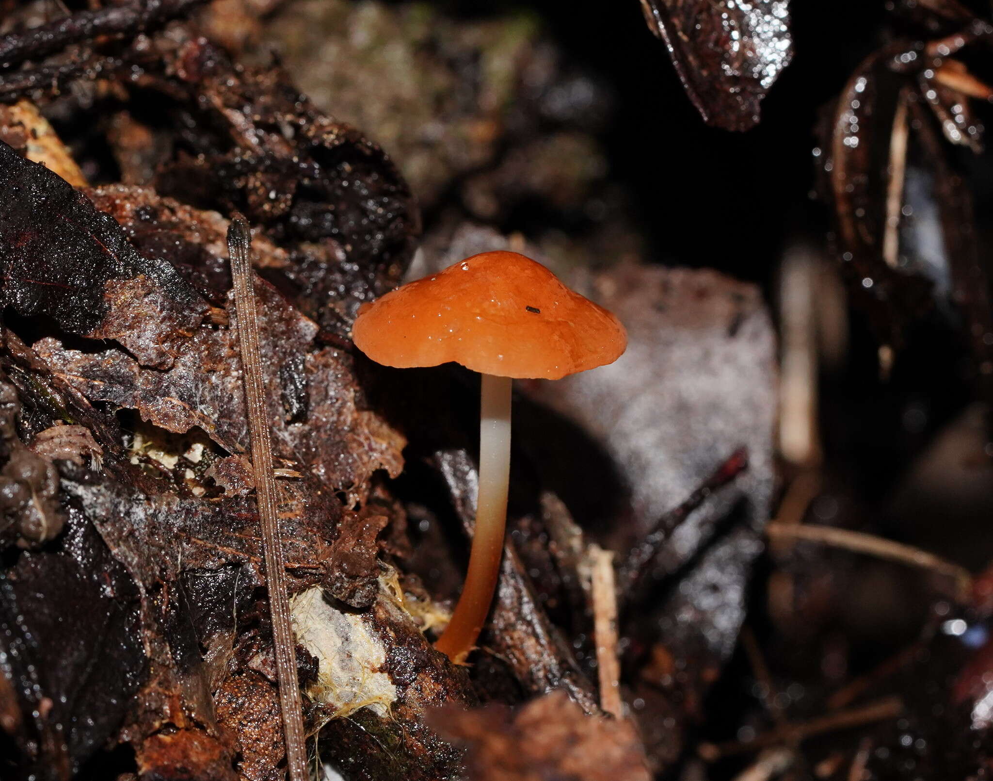 Image of Marasmius elegans (Cleland) Grgur. 1997