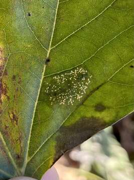 Phyllonorycter platani (Staudinger 1870) resmi