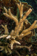 Image of hump coral