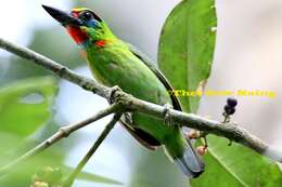 Image of Red-throated Barbet