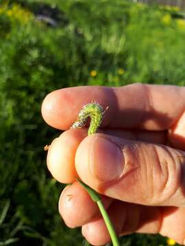 Image of marsh foxtail