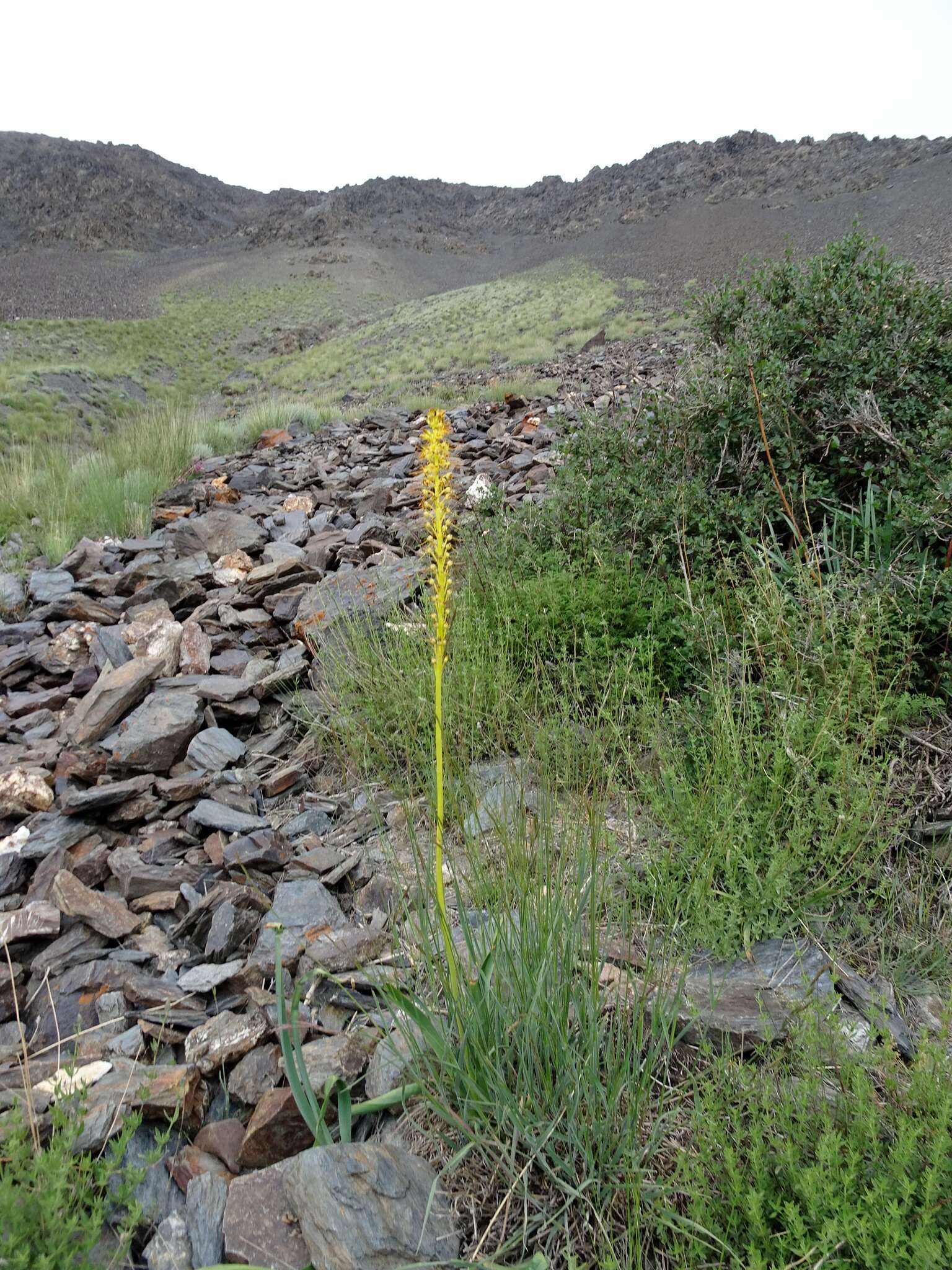 Image of Eremurus fuscus (O. Fedtsch.) Vved.