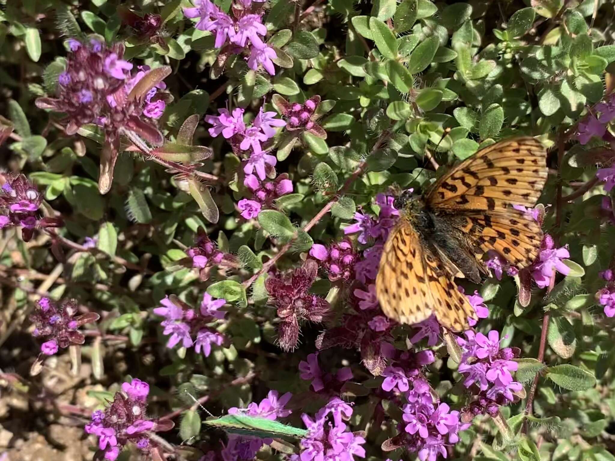 Image of Thymus praecox subsp. polytrichus (A. Kern. ex Borbás) Jalas