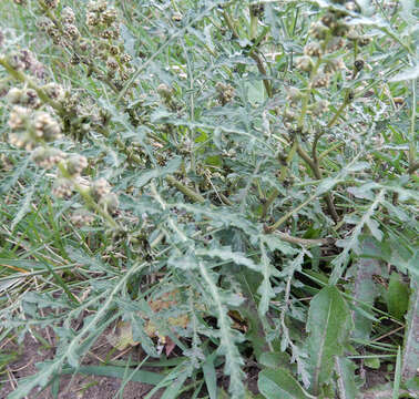 Image of skeletonleaf bur ragweed