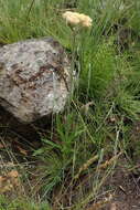 Image de Helichrysum allioides Less.