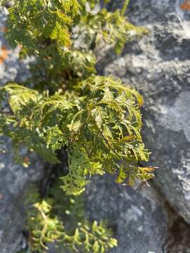 Davallia chaerophylloides (Poir.) Steud. resmi