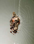 Image of Trashline orbweaver