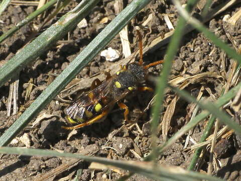 Image of Nomada fucata Panzer 1798