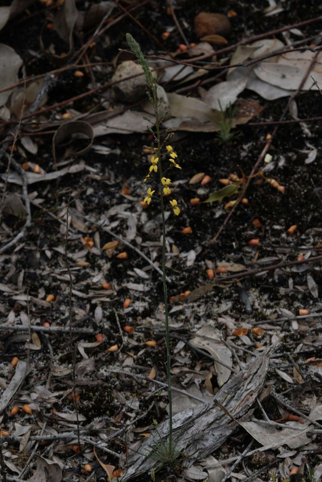 Image of Stylidium luteum R. Br.