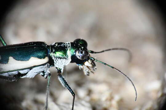 Sivun Eunota circumpicta johnsonii (Fitch 1857) kuva