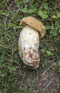 Image of Boletus huronensis A. H. Sm. & Thiers 1971