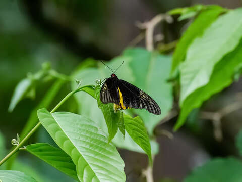 Image of Golden Birdwing