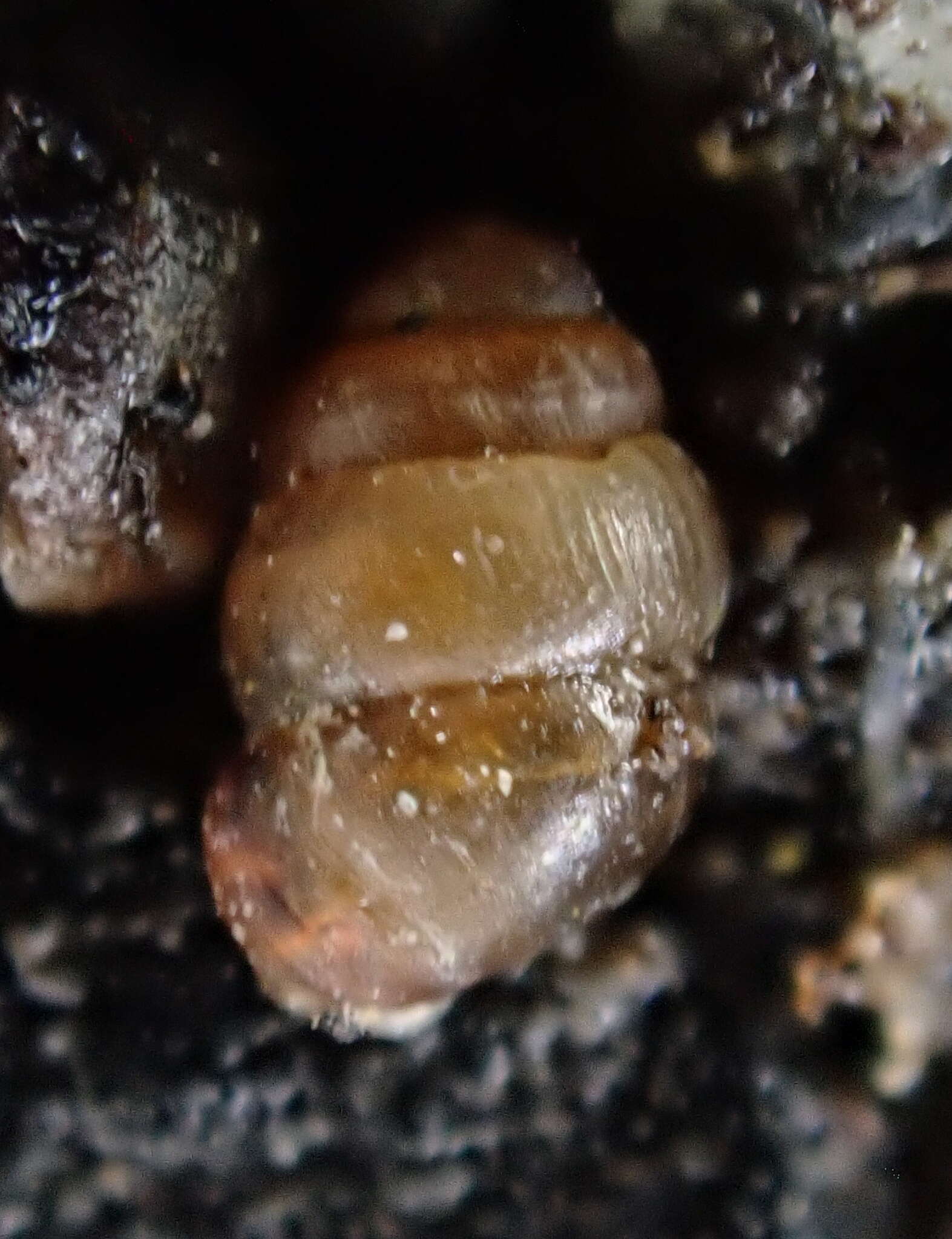 Image of grassland whorl snail