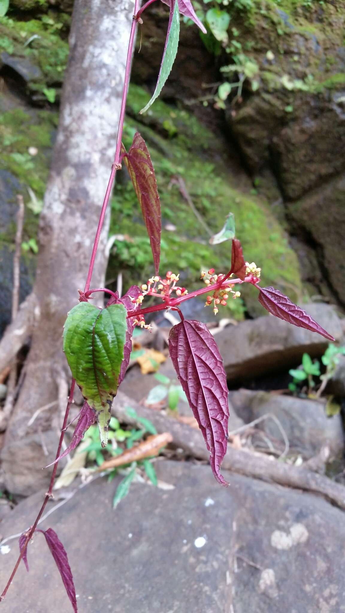 Image of Cissus javana DC.