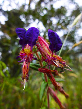 Cuphea dipetala (L. fil.) Koehne的圖片