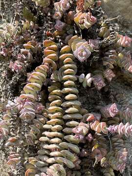 Image of Crassula rupestris subsp. marnierana (Huber & Jacobsen) Tölken