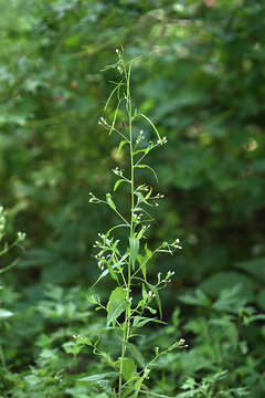 Image of Catolobus pendulus