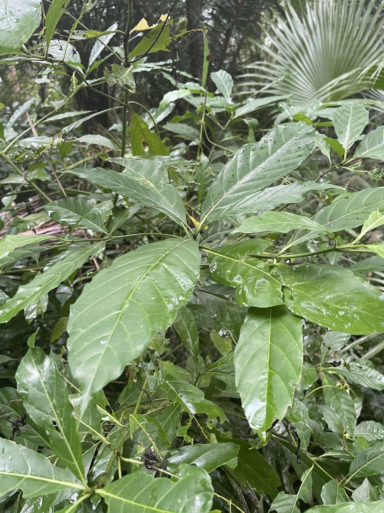 Image of Tarenna pavettoides subsp. pavettoides