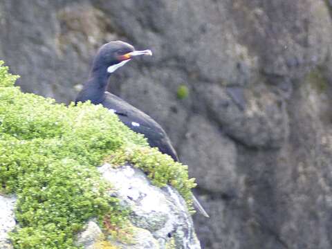 Image of Campbell Shag