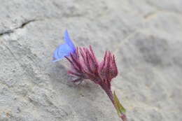 Слика од Anchusella cretica (Mill.) M. Bigazzi, E. Nardi & F. Selvi