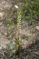 Image of Yawning leek orchid