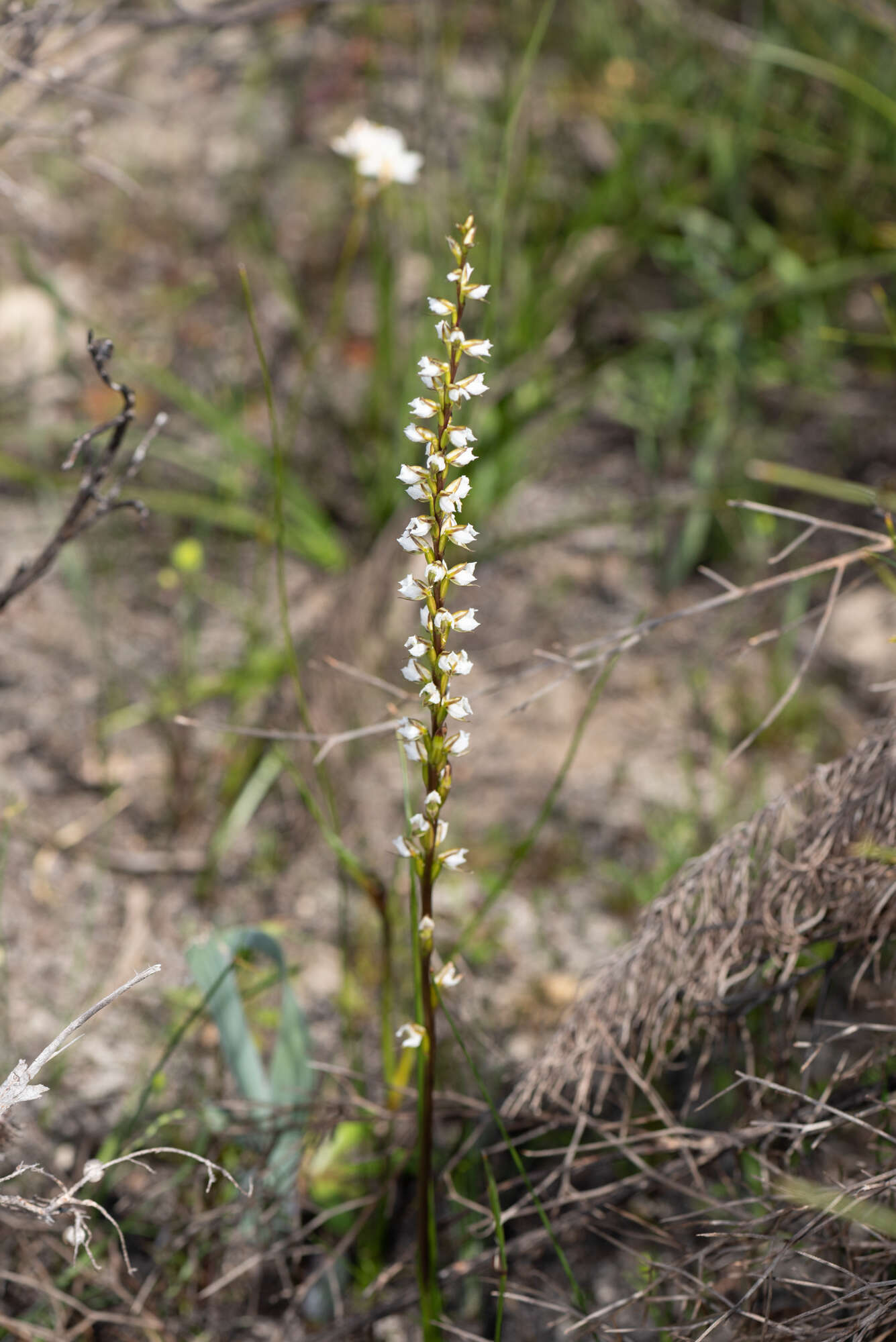 Image of Yawning leek orchid