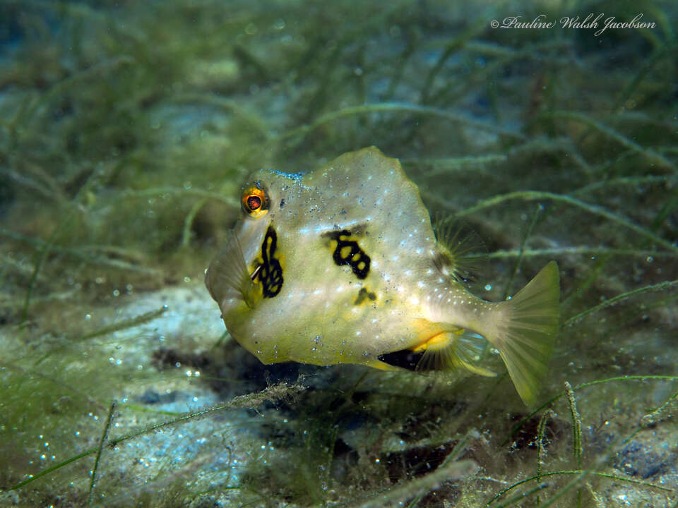 Sivun Lactophrys trigonus (Linnaeus 1758) kuva