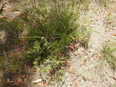 Image of Leucopogon leptospermoides R. Br.