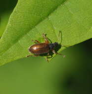 Plancia ëd Phyllobius (Nemoicus) oblongus (Linnaeus 1758)