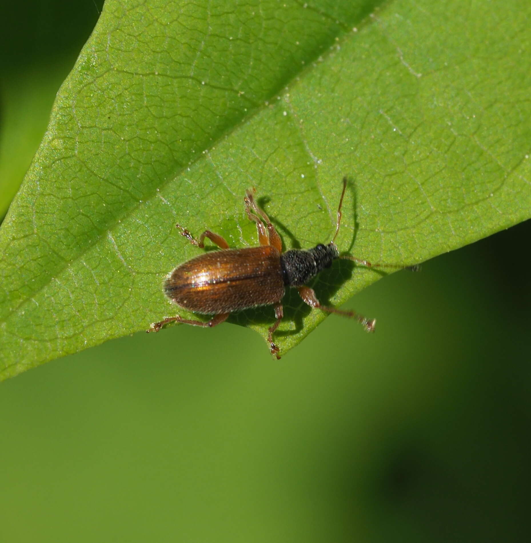 Imagem de Phyllobius (Nemoicus) oblongus (Linnaeus 1758)