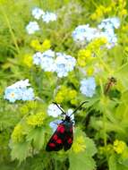 Image of Zygaena angelicae Ochsenheimer 1808