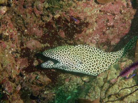 Image of honeycomb moray