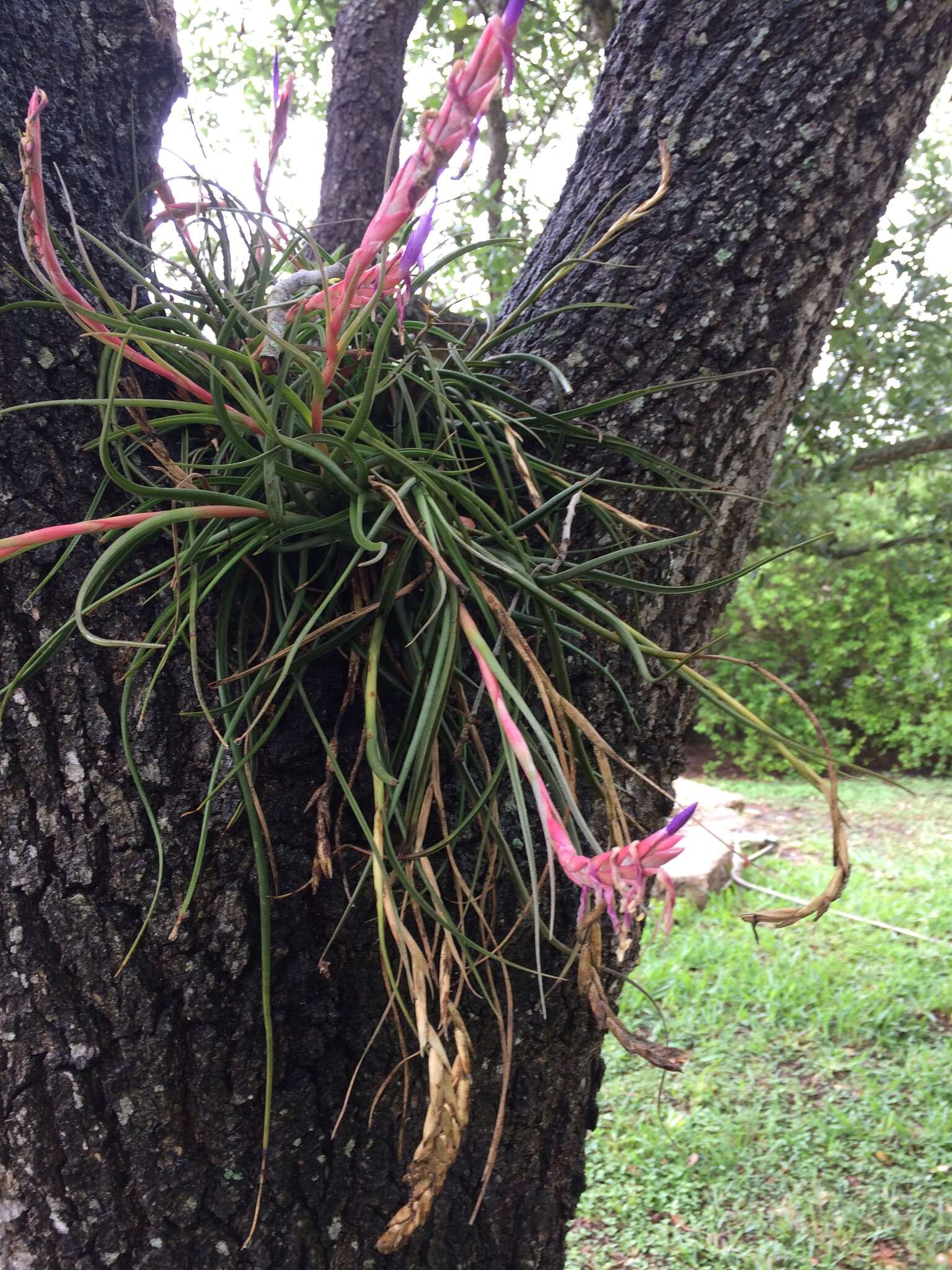 Image of reflexed airplant