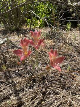 Image of Alstroemeria hookeri Sweet