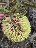 Image of Prickly Banksia