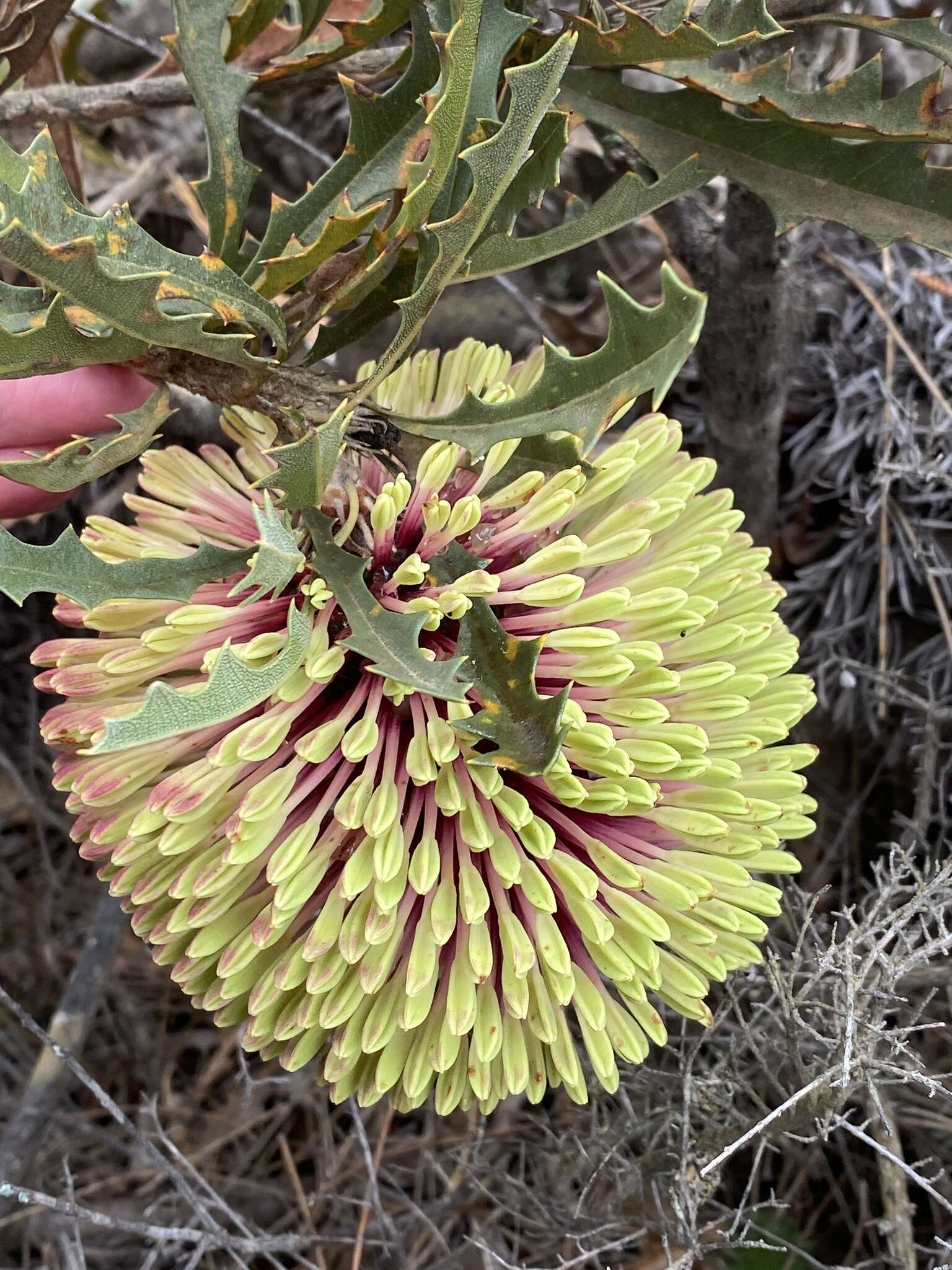 Sivun Banksia aculeata A. S. George kuva