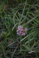 Image of Asclepias fournieri R. E. Woodson