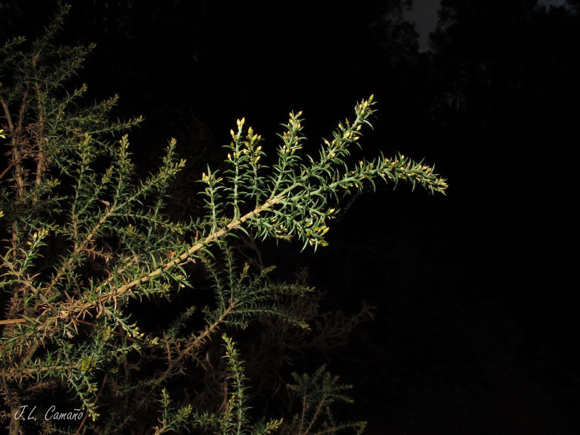 Image de Ulex micranthus Lange